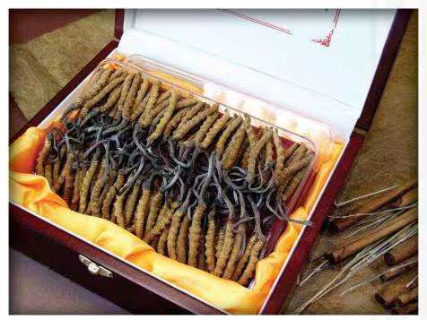 北海冬虫夏草回收